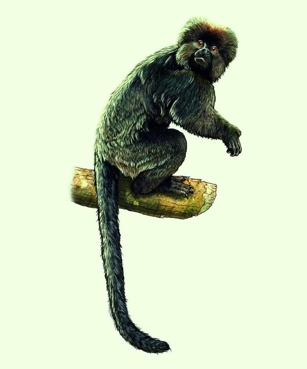 Out of Africa? Fossils shed light on primate origins