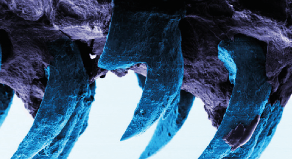 Limpet teeth are found to be strongest natural material on Earth