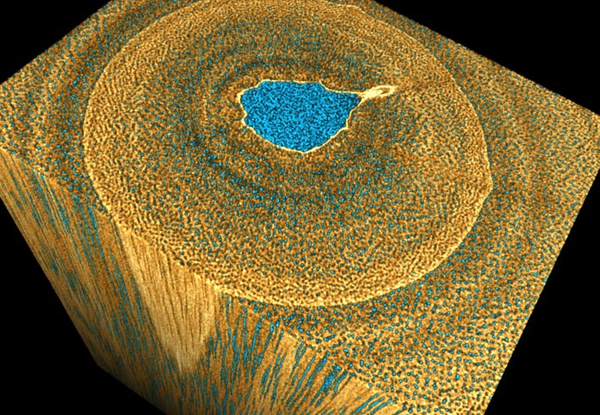 What’s your angle? Willows and biofuels