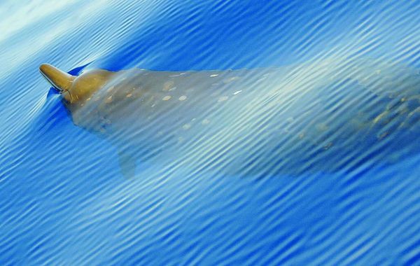 Lonely wail might indicate new species