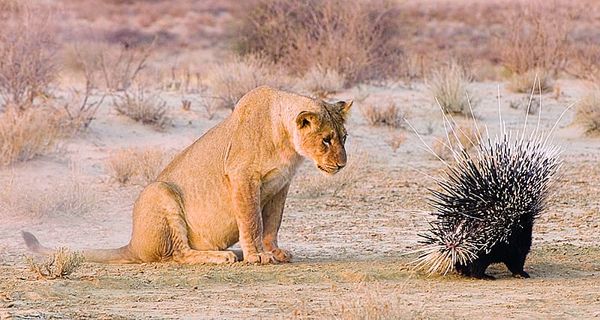 The mighty hedgehog will roar