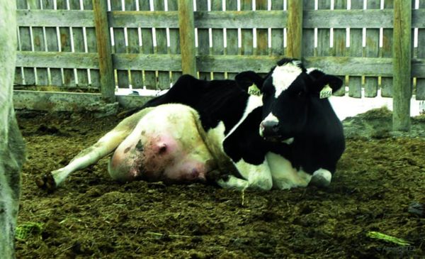 The greatest crime in human history