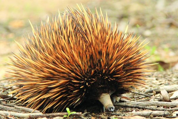 Five facts to break the ice on V-day