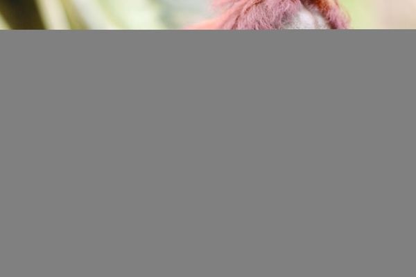 The deadly orangutan cocktail