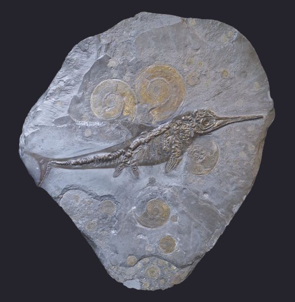 Who really killed the Ichthyosaur?