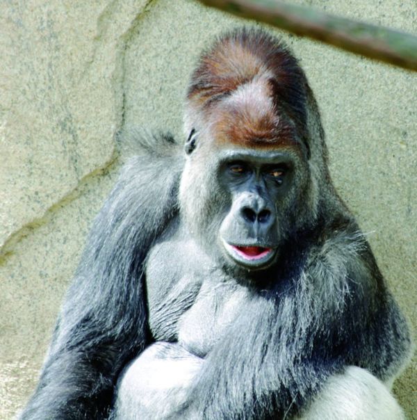 Is there room for zoos in 2016?