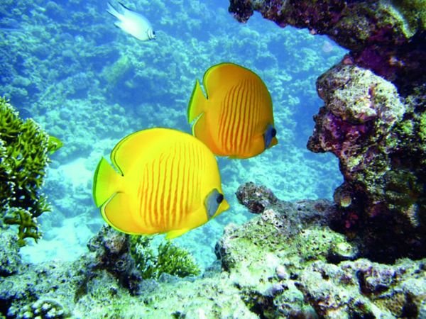 Barrier bleaching isn’t so Great