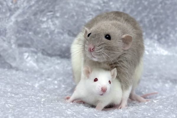 Imperial wins Animal Testing award