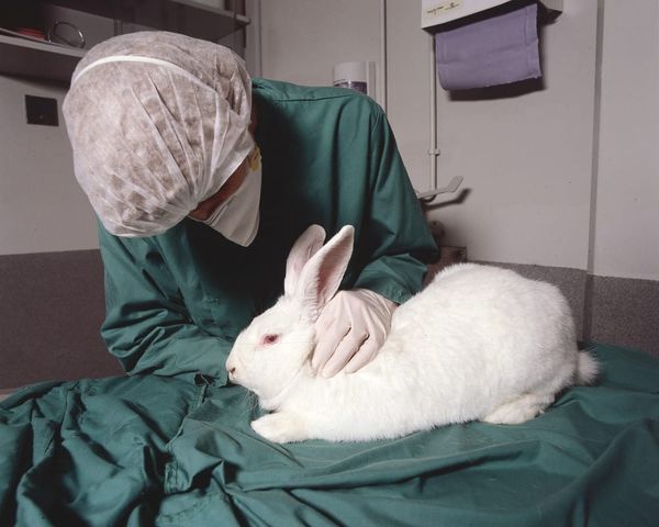 Animal rights group protest Imperial’s receipt of animal research award