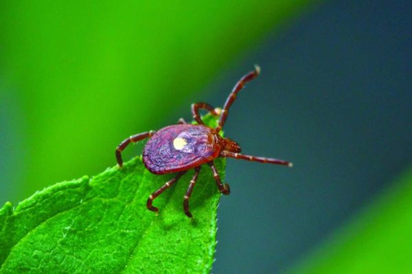 Workings of a tick’s immune system