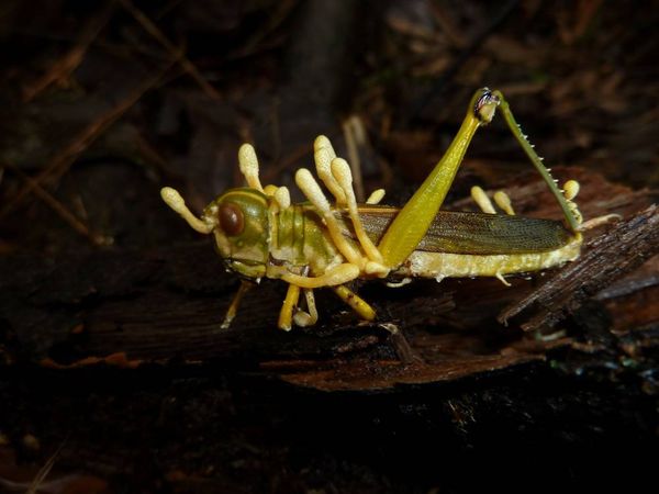 Brainsnatchers: Microbes that change the way we behave
