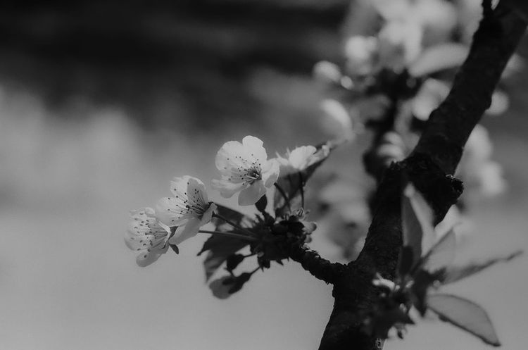 Cherry blossoms; Central Business District, Vancouver