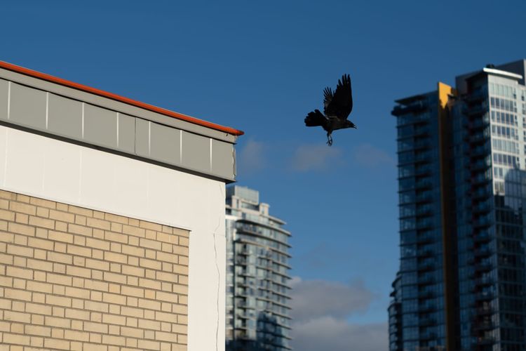 Tough city workers; Queen Elizabeth Theatre; Downtown, Vancouver