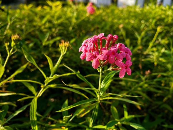 Pentas