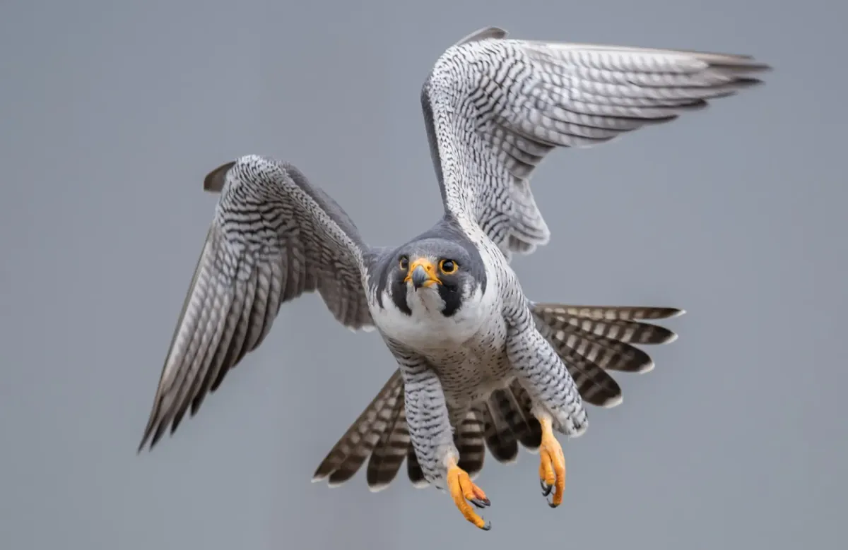 Peregrin Falcon in Flight - The fastest animal on Earth.