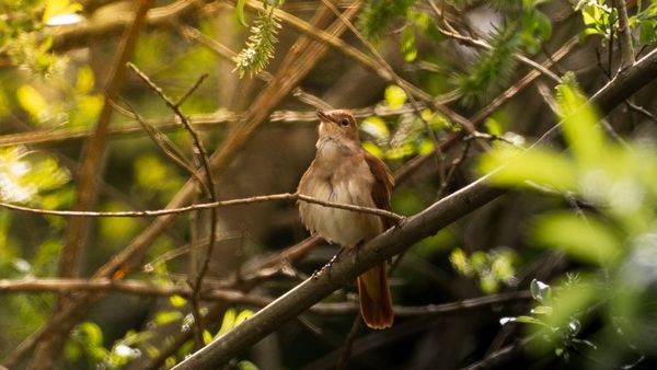 The Nightingale Comeback