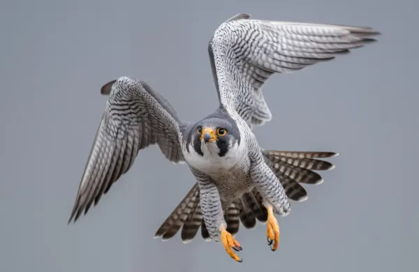 Peregrin Falcon in Flight - The fastest animal on Earth.