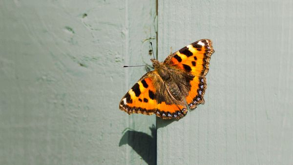 The summer the Small Tortoiseshell went missing