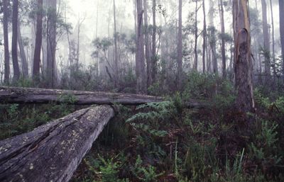 Trouble following rain