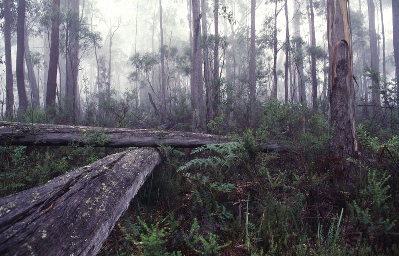 Trouble following rain