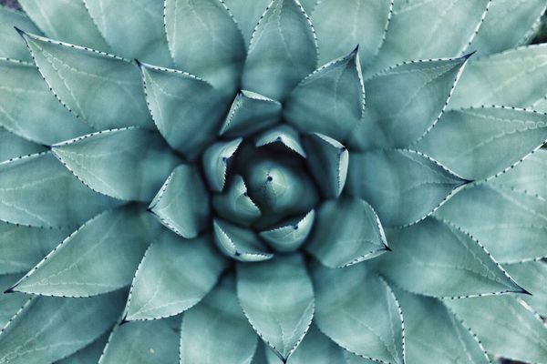 Perfection – Le Flow #74