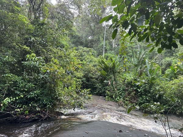 Jungle – Le Flow #169