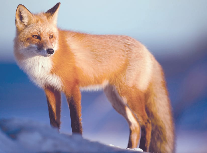 A fox