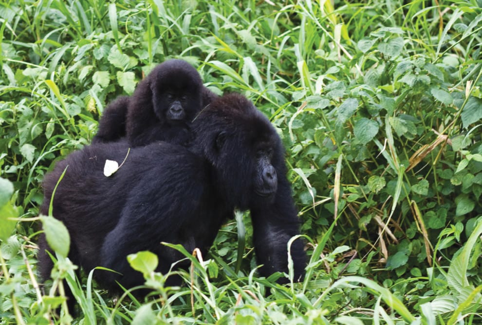 Gorillas in Rwanda