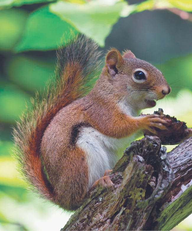 A mammal