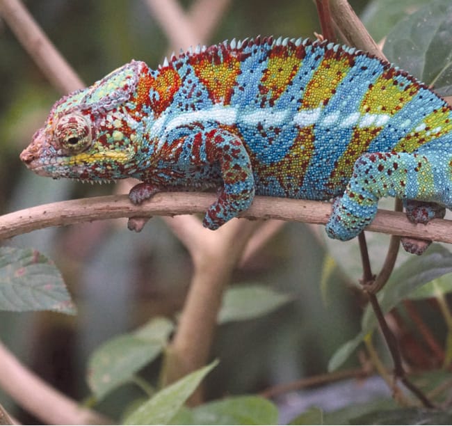 A chameleon