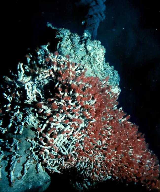 Deep sea tubeworms feeding on a hydrothermal vent