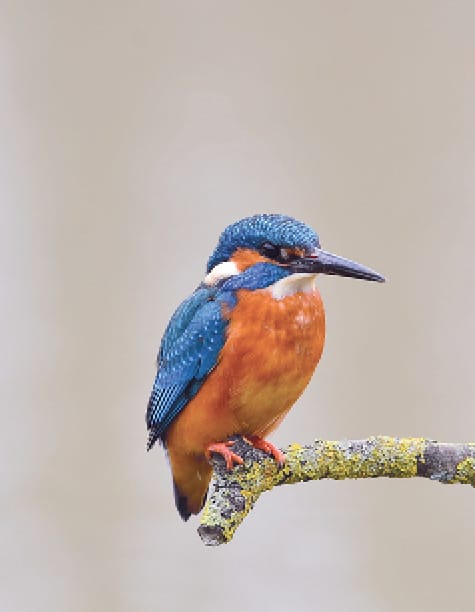 A kingfisher