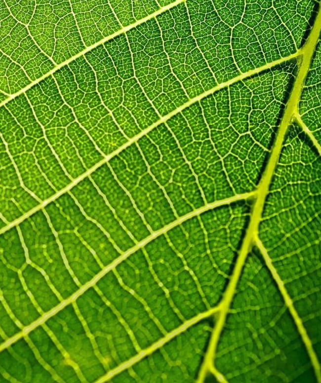Photosynthetic plant life