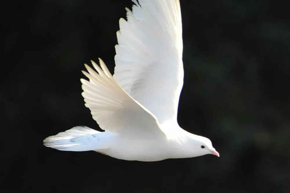 International Peace Coalition #147: ‘The Issue of the One Humanity Has To Become Our Battle Cry’