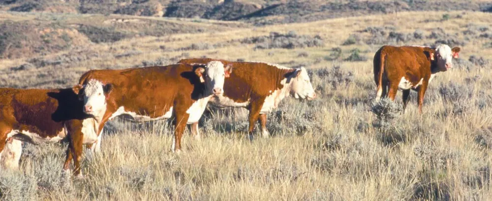 Consumer Beef Prices Soar; Washington 'Talks,' but Blocks Rebuilding U.S. Cattle Herd