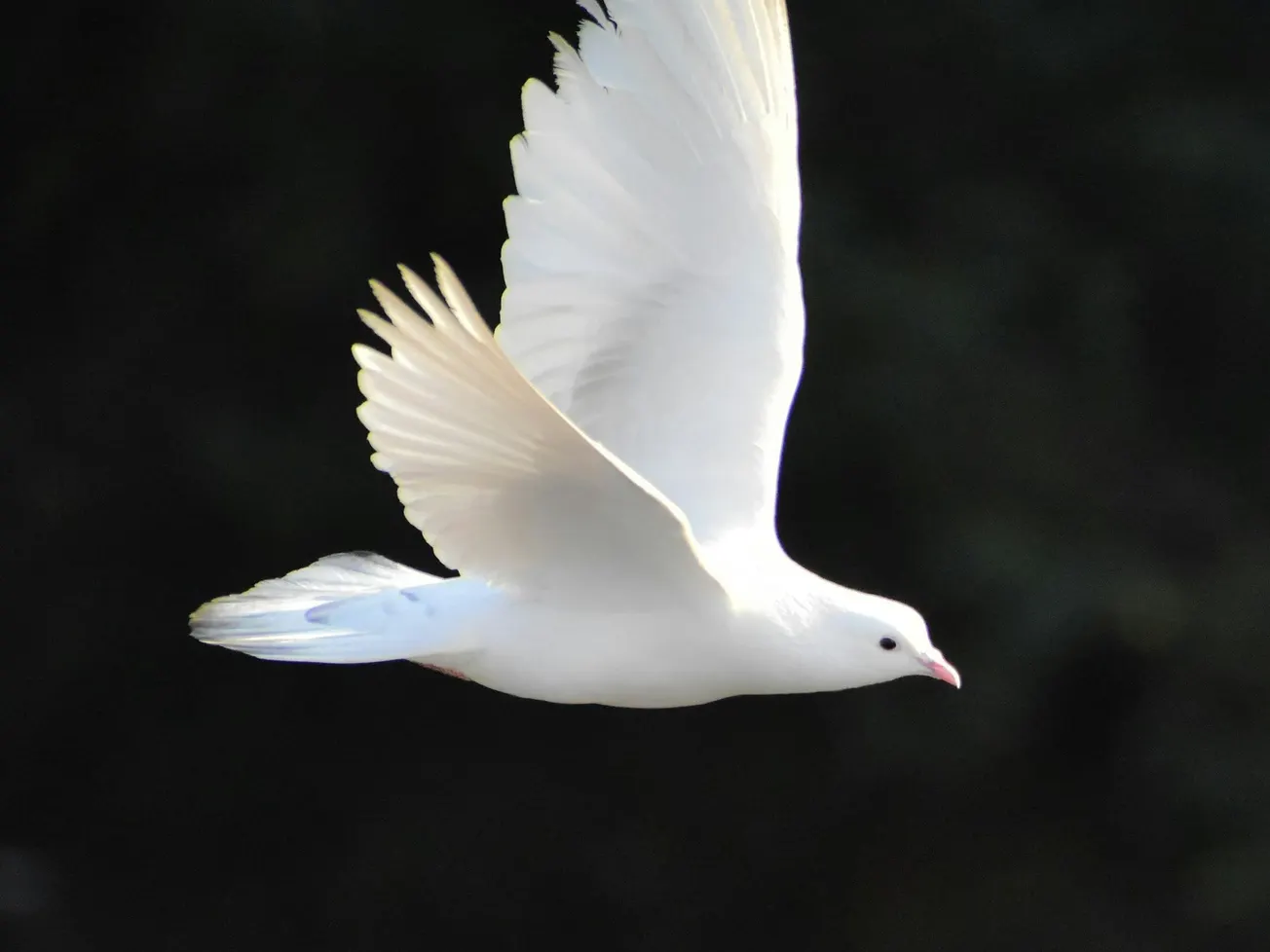 International Peace Coalition Meeting: British Liberal Empiricism Must Be Defeated