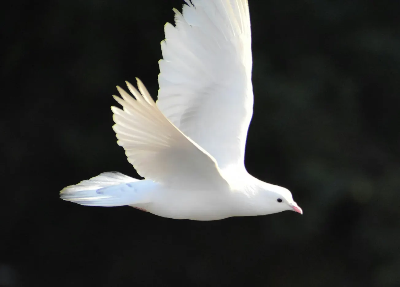 International Peace Coalition Meeting: Overcoming the Tragedy of Geopolitics