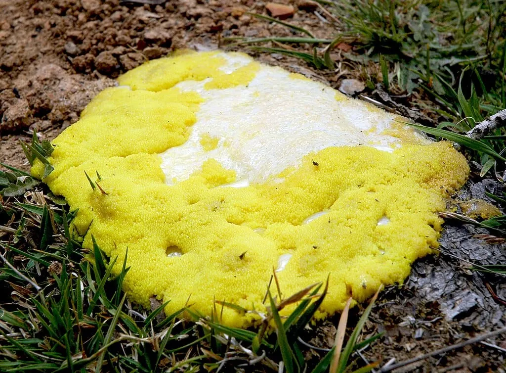 End the Slime Mold of Empire: Natural Law vs. ‘Might Makes Right’