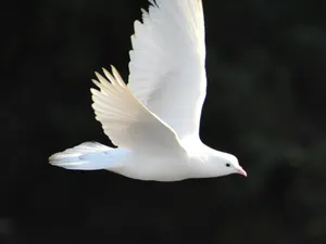 International Peace Coalition Meeting: British Liberal Empiricism Must Be Defeated