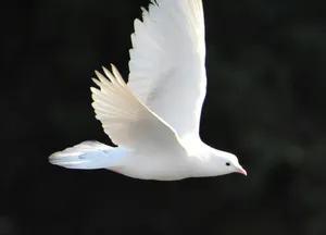 International Peace Coalition Meeting: Overcoming the Tragedy of Geopolitics