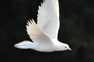 International Peace Coalition #126: Can the 'Coincidence Of Opposites' Method Stop the Headlong Rush to War?