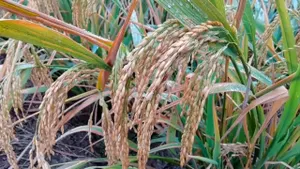 Chinese Breakthrough in Hybrid Rice to Help Feed the World