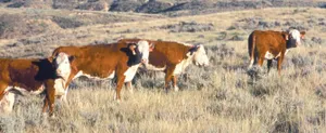 Consumer Beef Prices Soar; Washington 'Talks,' but Blocks Rebuilding U.S. Cattle Herd