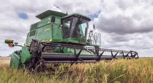 A combine harvesting rice
