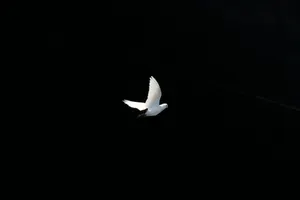 International Peace Coalition, Week 171: Now More Than Ever, the Truth of 9/11 Must Be Known