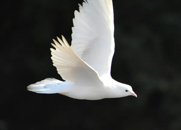 International Peace Coalition Meeting: Overcoming the Tragedy of Geopolitics