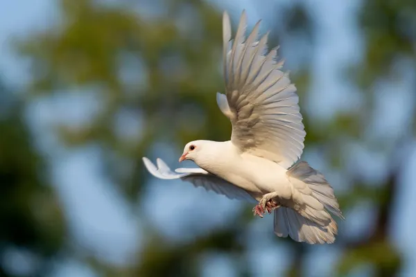 International Peace Coalition 67: Sanity Must Prevail over War Madness
