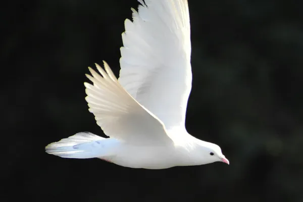 International Peace Coalition, Week 149: Challenge Our Axioms To Become Wiser and More Loving
