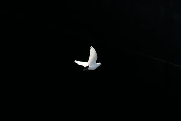 International Peace Coalition, Week 171: Now More Than Ever, the Truth of 9/11 Must Be Known