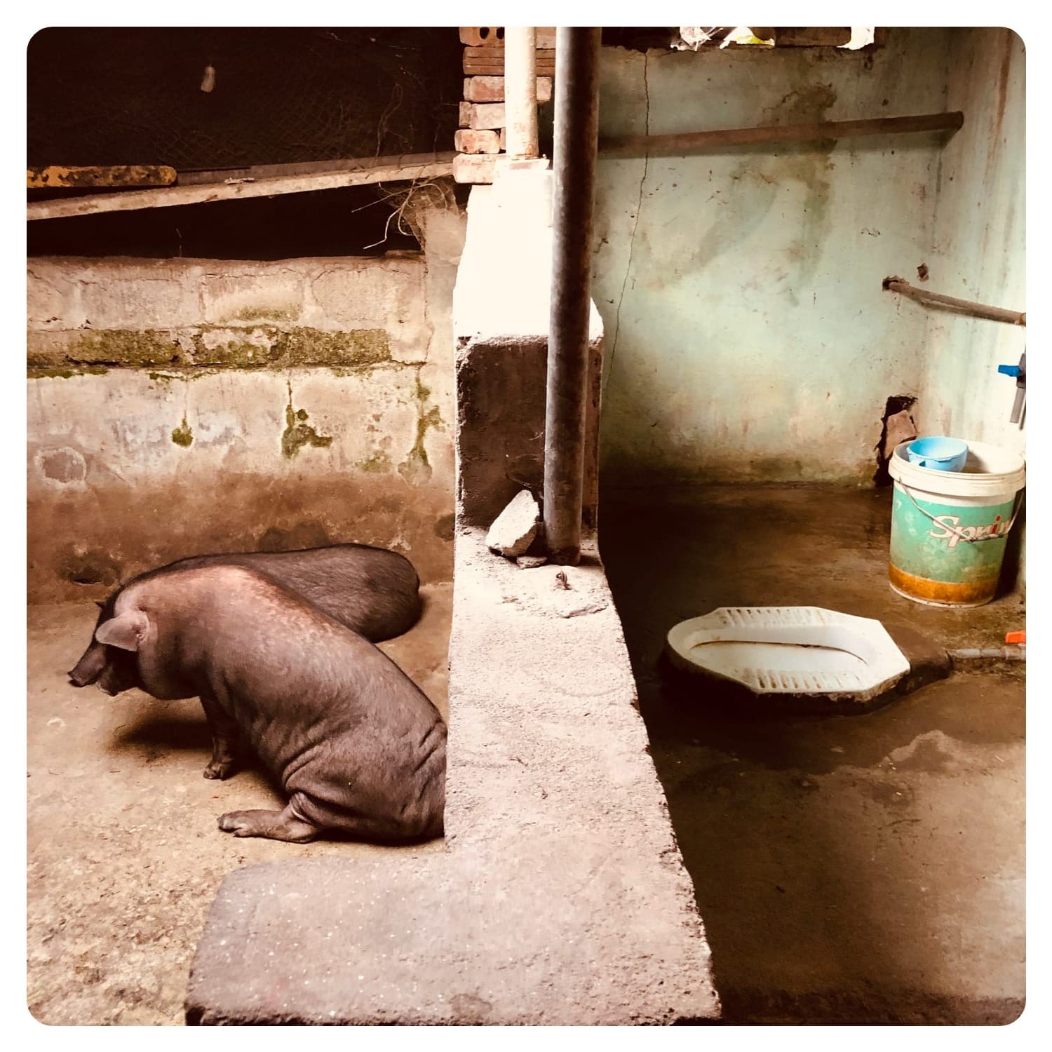 two pigs resting next to a squat toilet in Vietnam